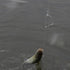 Fishing Artifact, Automatic Fishing Hook, Magic Hook, Tying Fishing Gear